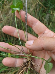 Erysimum repandum