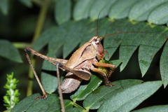 Alfredectes semiaeneus