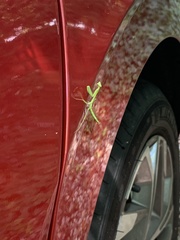 Stagmomantis carolina