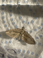 Eupithecia phoeniceata