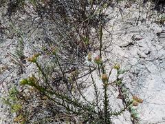 Pseudoselago gracilis