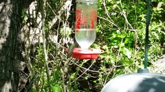 Amazilia yucatanensis