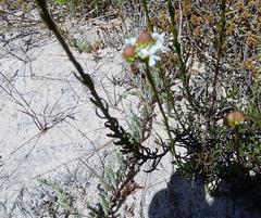 Pseudoselago gracilis