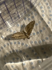 Eupithecia phoeniceata