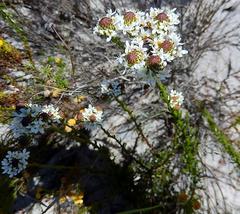 Pseudoselago gracilis