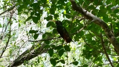 Amazilia yucatanensis