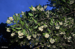 Peumus boldus