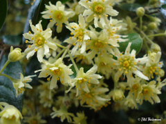 Peumus boldus