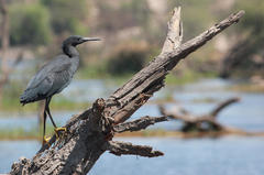 Egretta ardesiaca