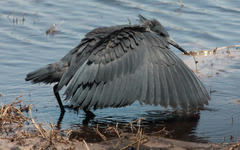 Egretta ardesiaca