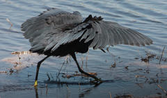 Egretta ardesiaca