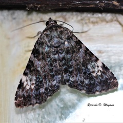 Coenipeta polynoe