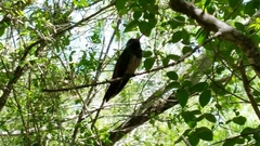 Amazilia yucatanensis