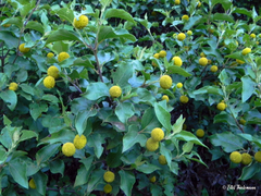 Podanthus ovatifolius