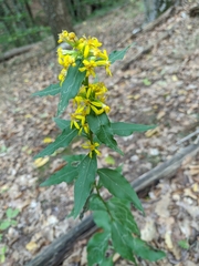 Solidago virgaurea taurica