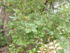 Quercus sinuata breviloba