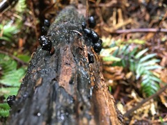 Xylaria tuberiformis