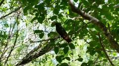 Amazilia yucatanensis