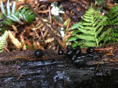 Xylaria tuberiformis