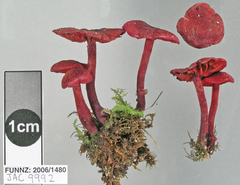 Cortinarius vinicolor