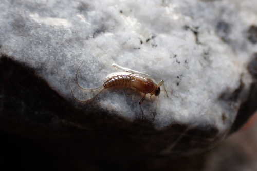 Baetis alpinus · NaturaLista Mexico