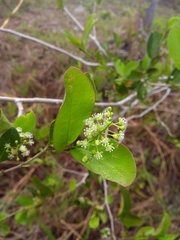 Coccoloba ramosissima