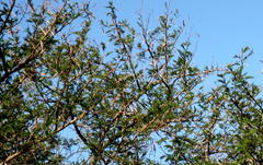 Vachellia robusta clavigera