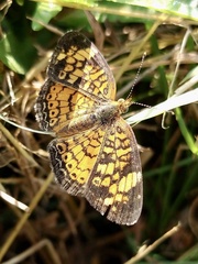 Phyciodes tharos