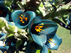 Puya alpestris alpestris