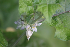 Solanum stramoniifolium