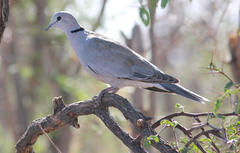 Streptopelia capicola damarensis