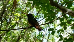 Amazilia yucatanensis