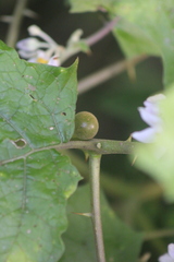 Solanum stramoniifolium