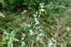 Spiranthes casei novaescotiae