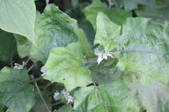 Solanum stramoniifolium