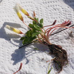 Oxalis minuta