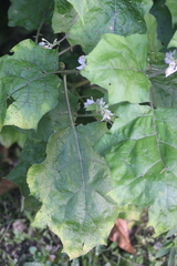 Solanum stramoniifolium