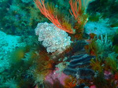 Eunephthya thyrsoidea