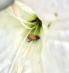 Cyclocephala melanocephala