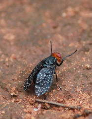 Peltacanthina mythodes