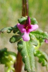 Pedicularis parviflora