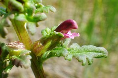 Pedicularis parviflora