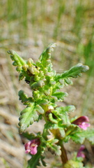 Pedicularis parviflora