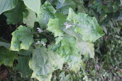 Solanum stramoniifolium