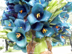 Puya alpestris alpestris