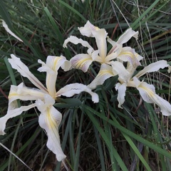 Iris fernaldii
