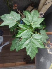 Vasconcellea pubescens