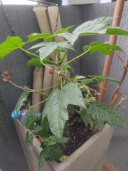 Vasconcellea pubescens