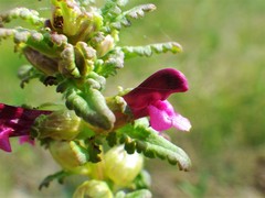 Pedicularis parviflora