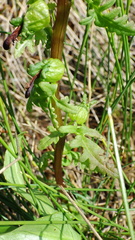 Pedicularis parviflora